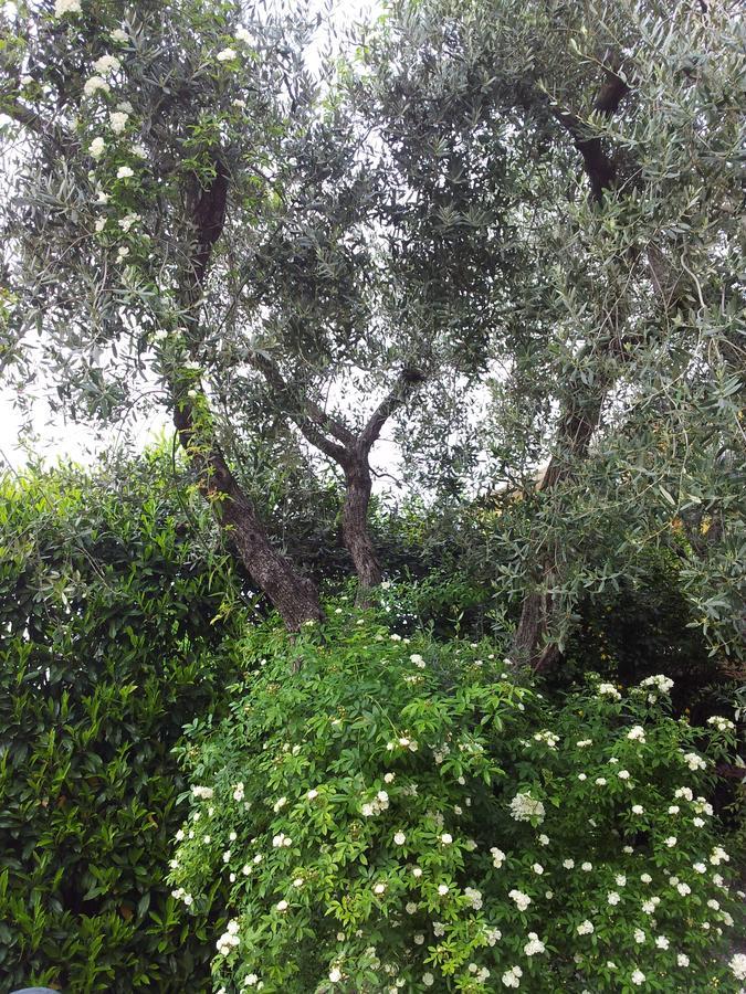 Debora Maison B&B Colombare Di Sirmione Kültér fotó